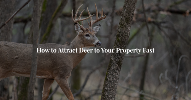 How to Attract Deer to Your Property Fast
