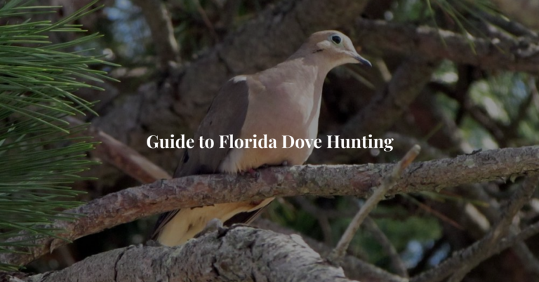 Guide to Florida Dove Hunting