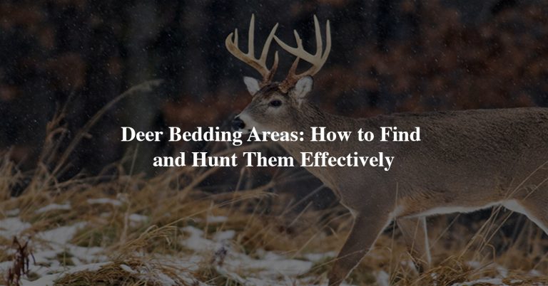 Deer Bedding Areas: How to Find and Hunt Them Effectively
